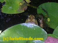 /home//u458753944/public_html/sourcegallery////Frogs/More bullfrogs/DSCN5262.JPG